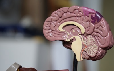 Sağlık Sigortası